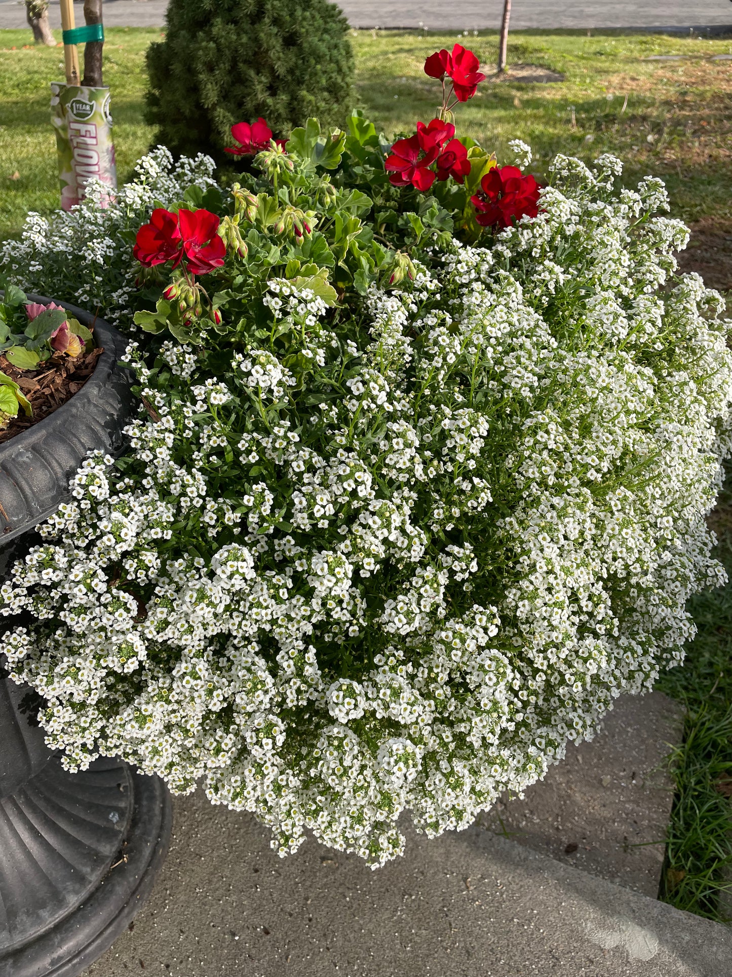 Sweet Alyssum