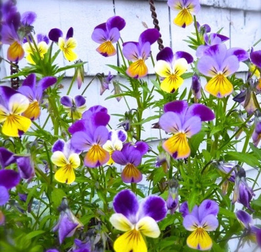 Johnny Jump Ups Viola Heirloom Flower Seeds