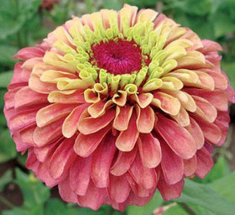 Queeny Lime Red Zinnia Seeds