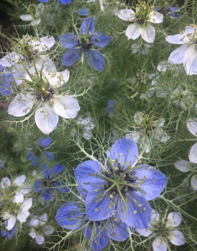 Love in a mist heirloom flower seeds