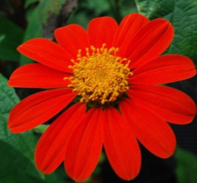 Tithonia- Mexican Sunflower