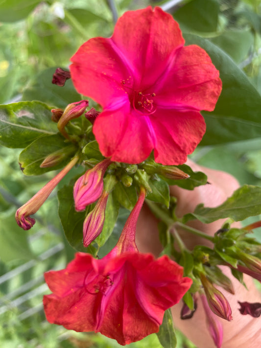 Hot Pink Four O'Clocks