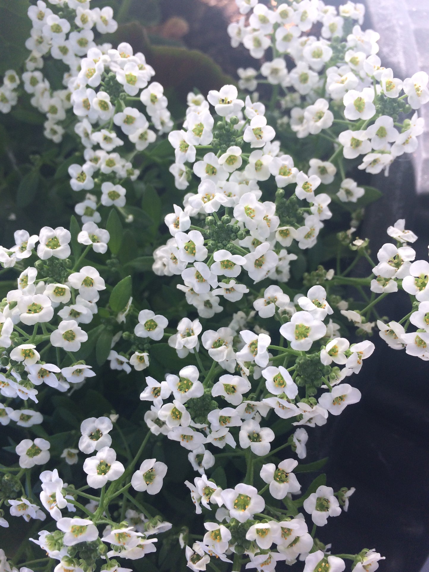 Sweet Alyssum