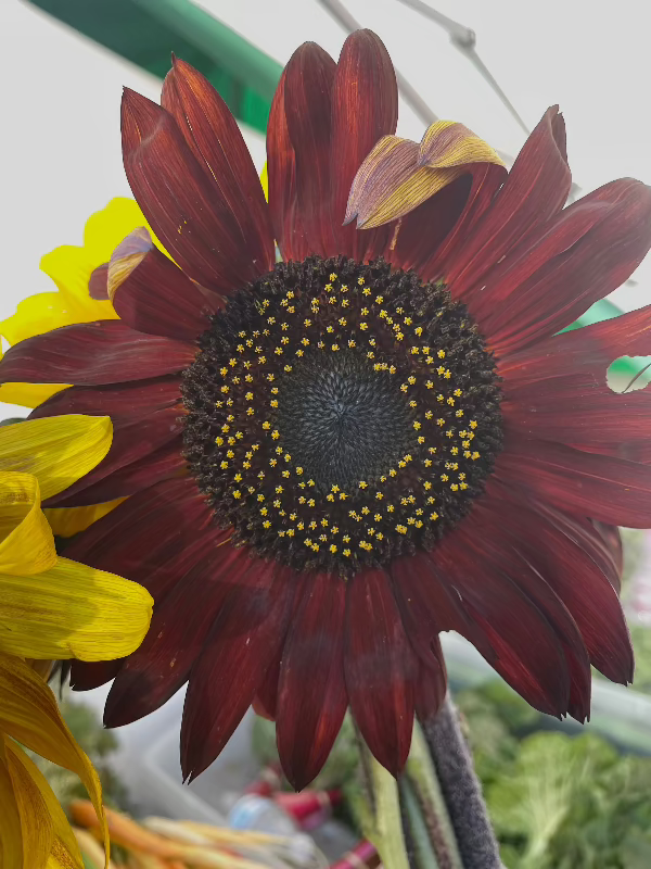 red sunflower heirloom seeds