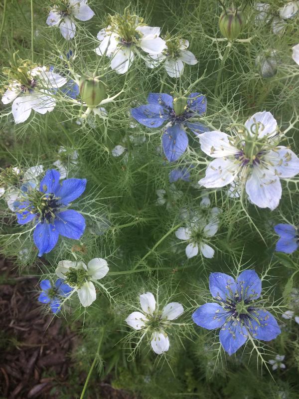 Love in a mist heirloom flower seeds