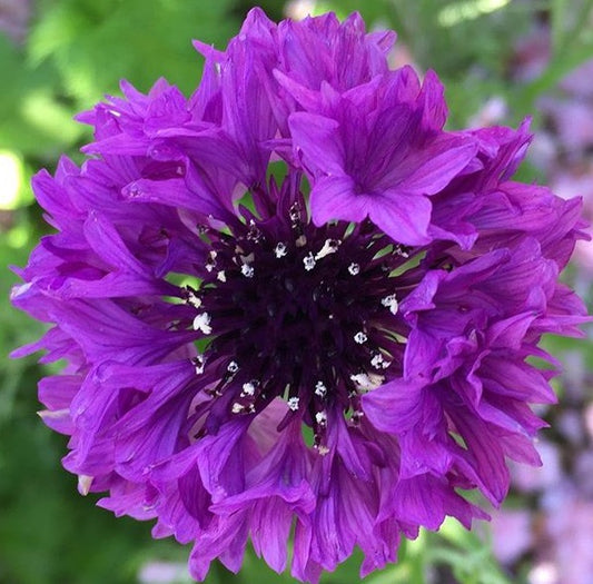 close up photo of mauve bachelor button bloom from seeds