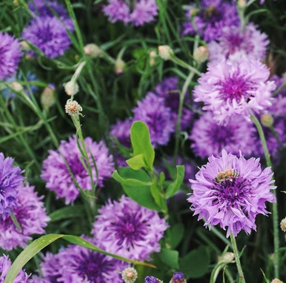 lavender and purple bachelor button blooms with green stems and leaves