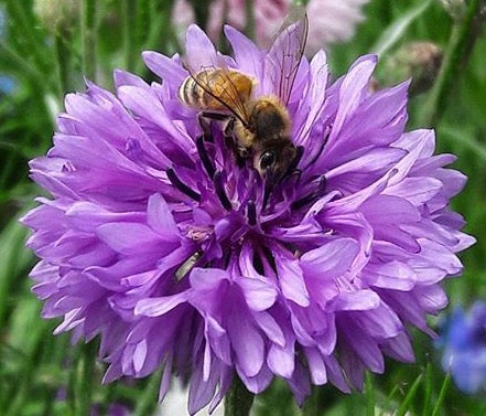 close up of bachelor button bloom with bee in the center