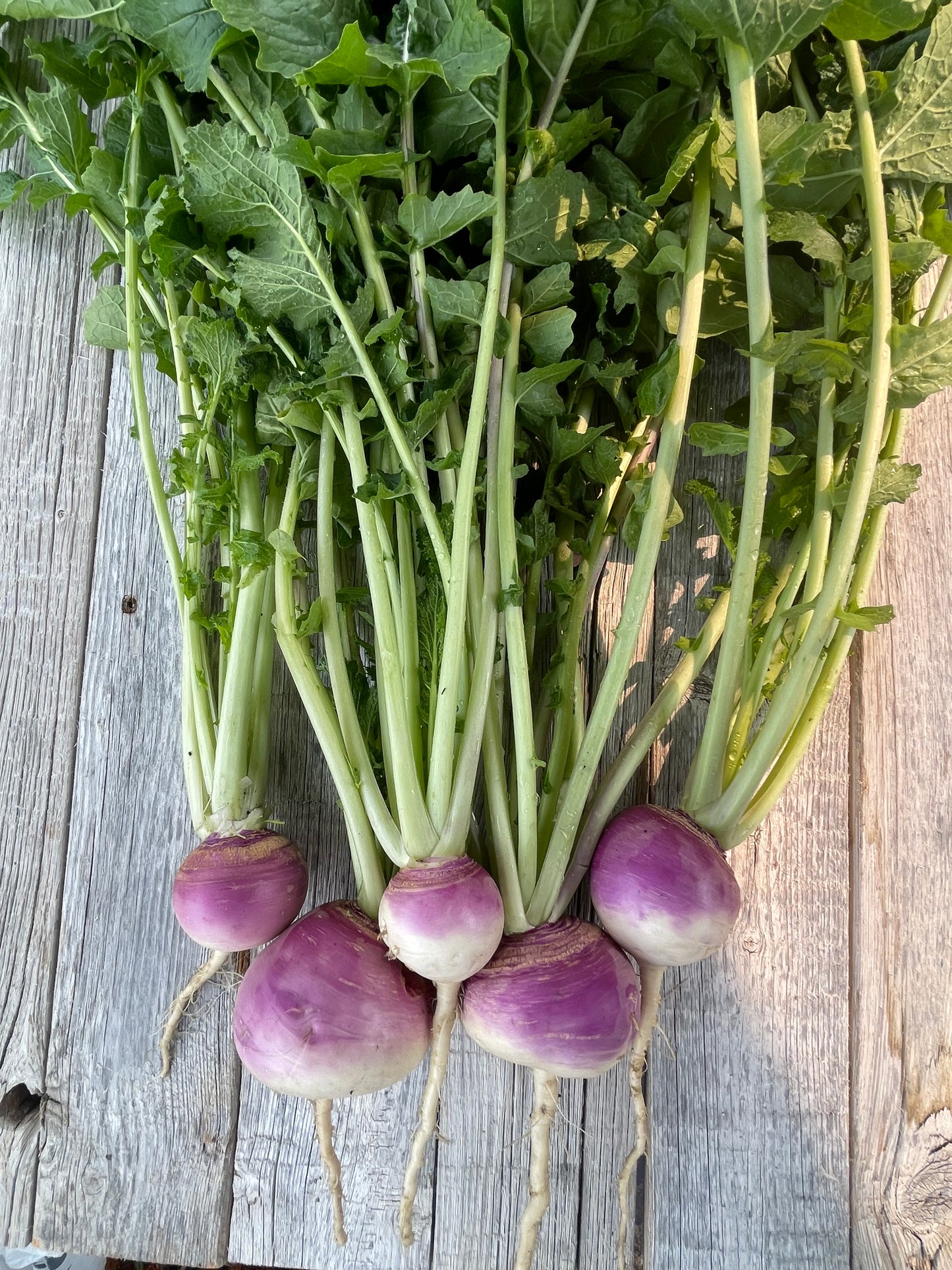Purple Top Turnip Seeds