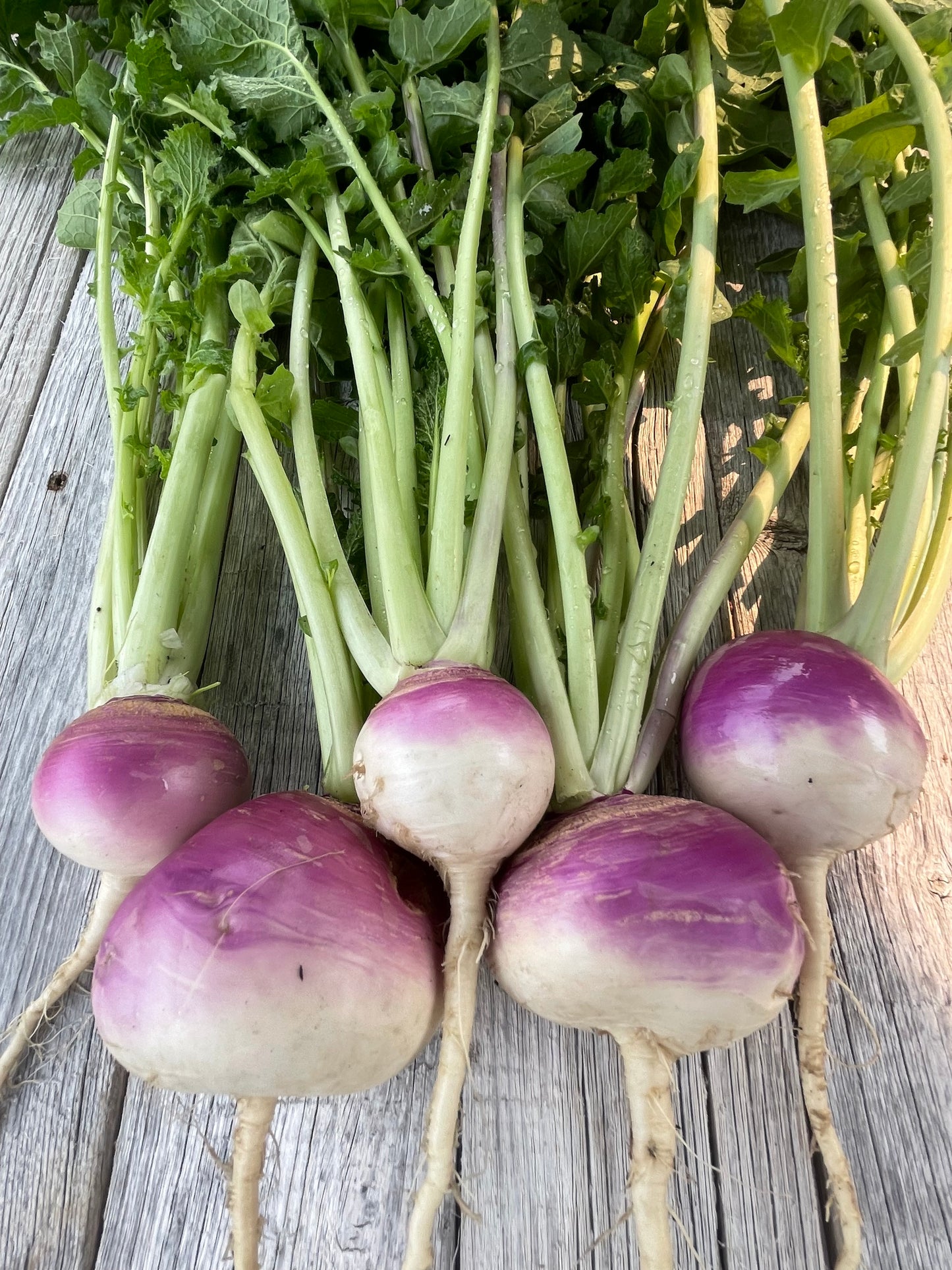 Purple Top Turnip Seeds