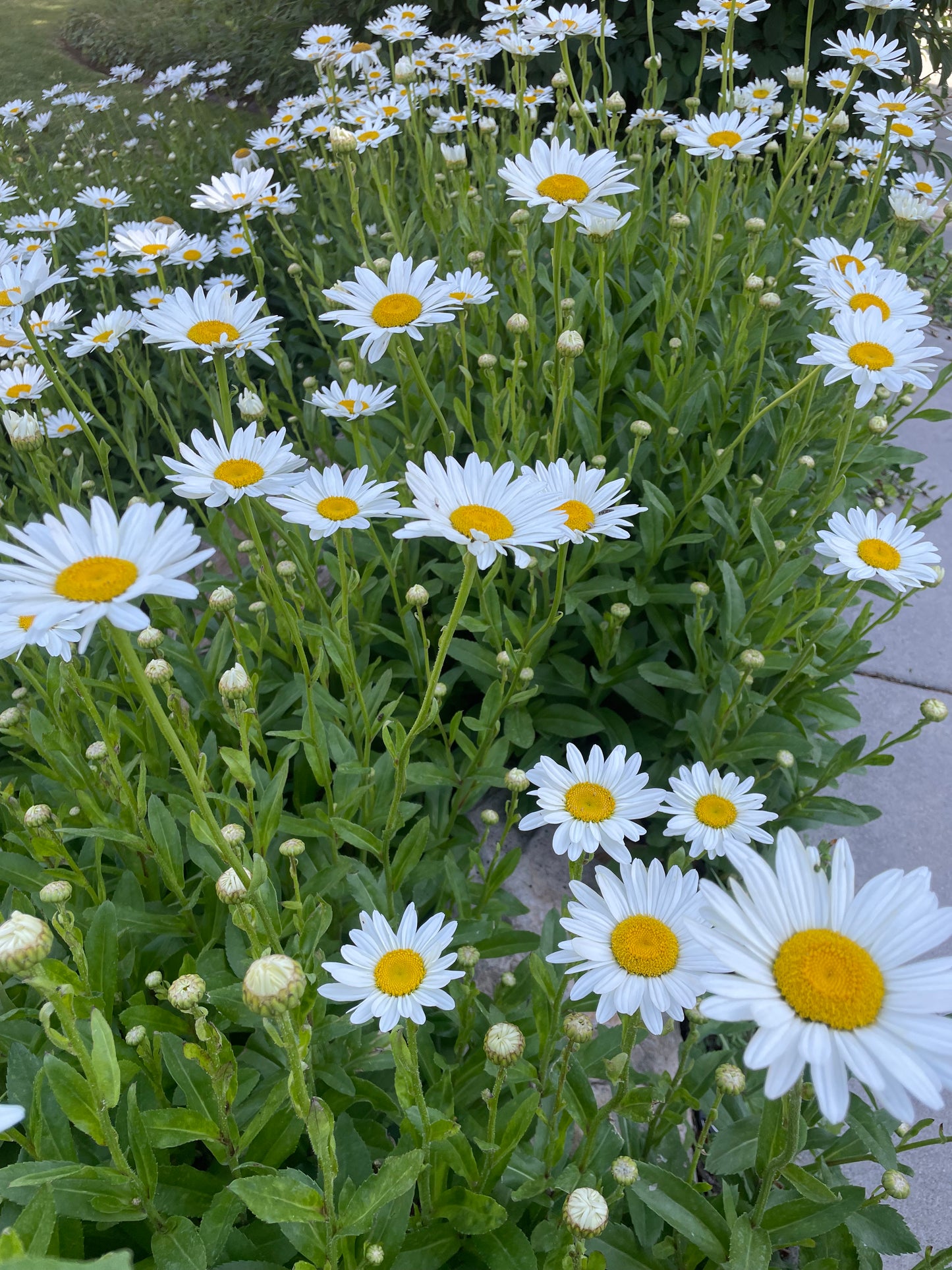 Shasta Daisy