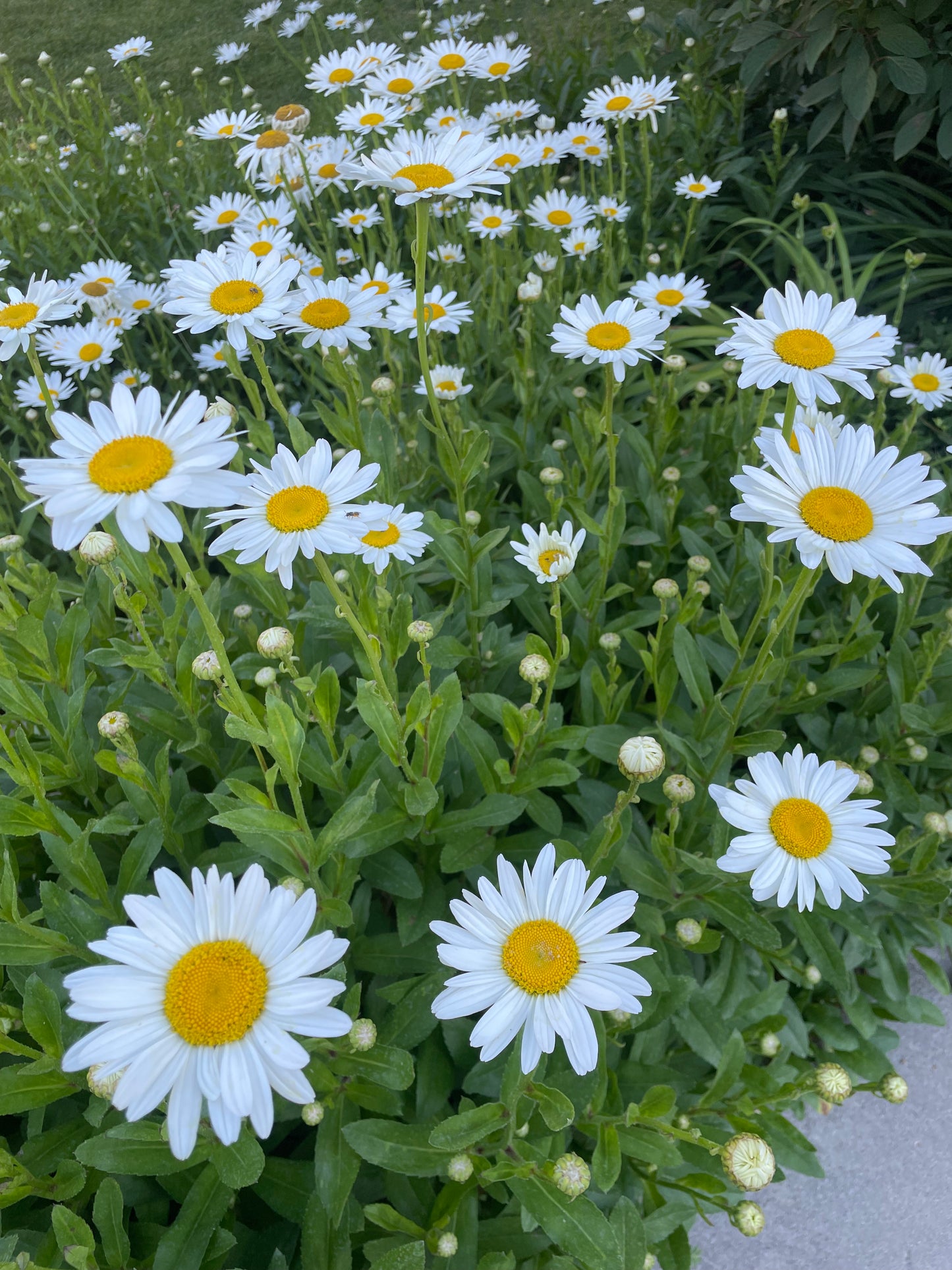 Shasta Daisy