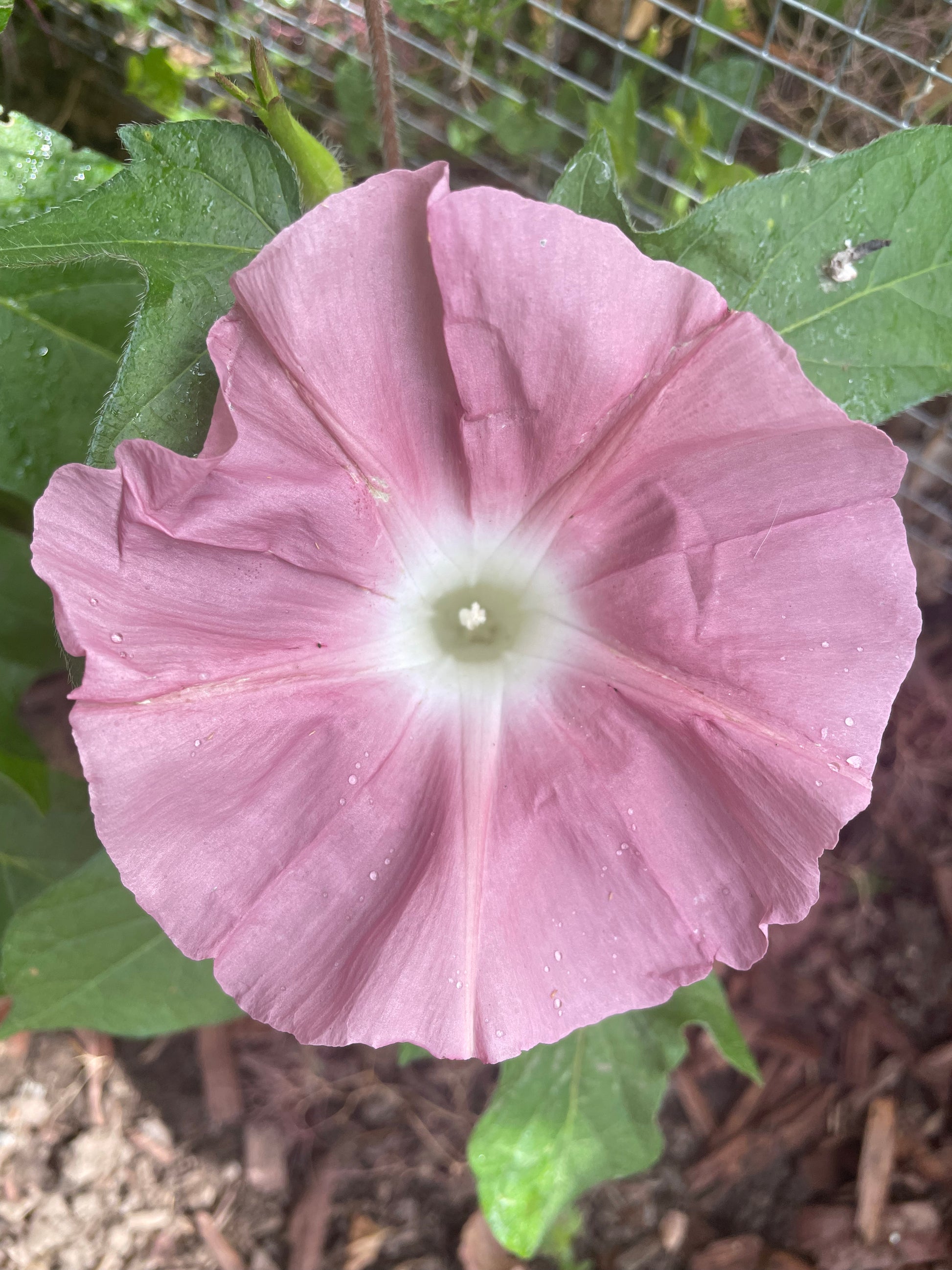 Chocolate morning glory bloom from overhead with green leaves from seeds