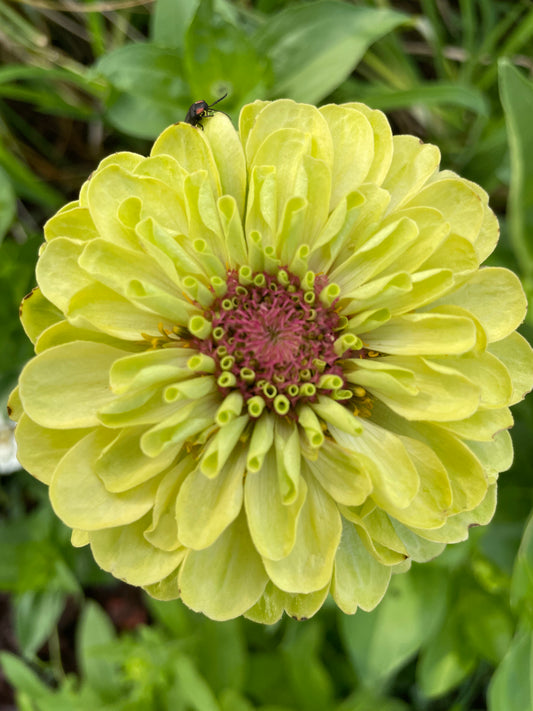 Tequila Lime Zinnia