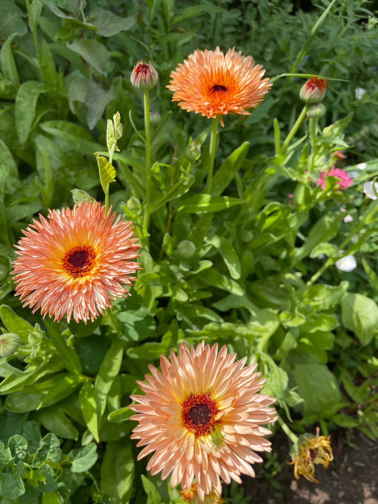 Zeolites Calendula