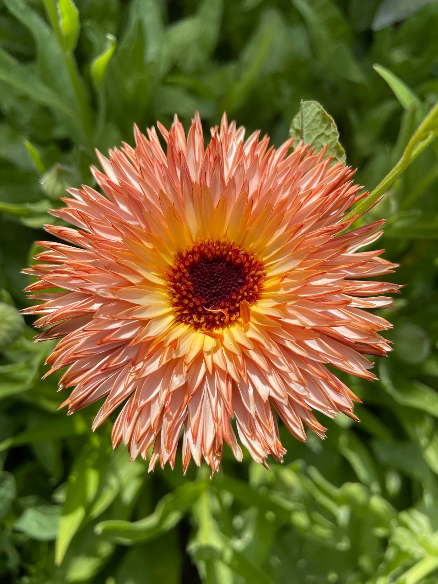 Zeolites Calendula