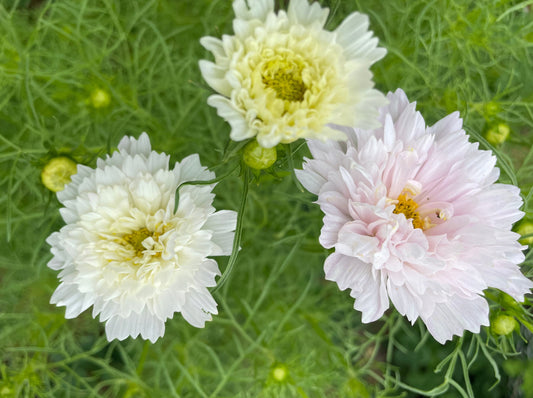 cosmos double click white flowers from seed in white, very light pink, light yellow