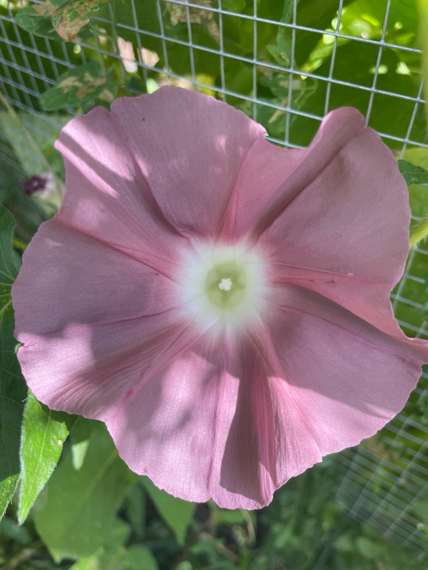 Chocolate morning glory bloom from overhead with green leaves from seeds