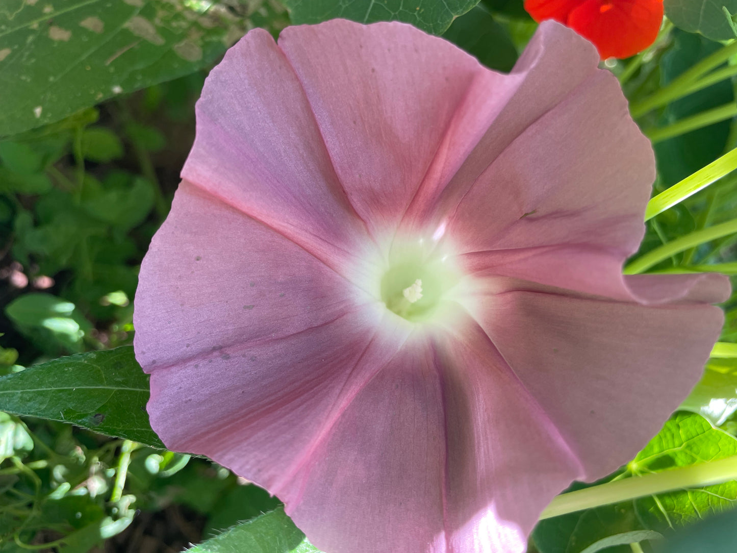 Chocolate morning glory bloom from overhead with green leaves from seeds