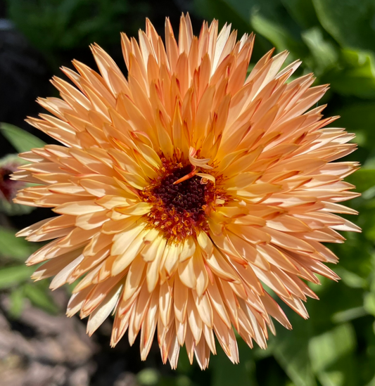 Flashback Calendula Seeds