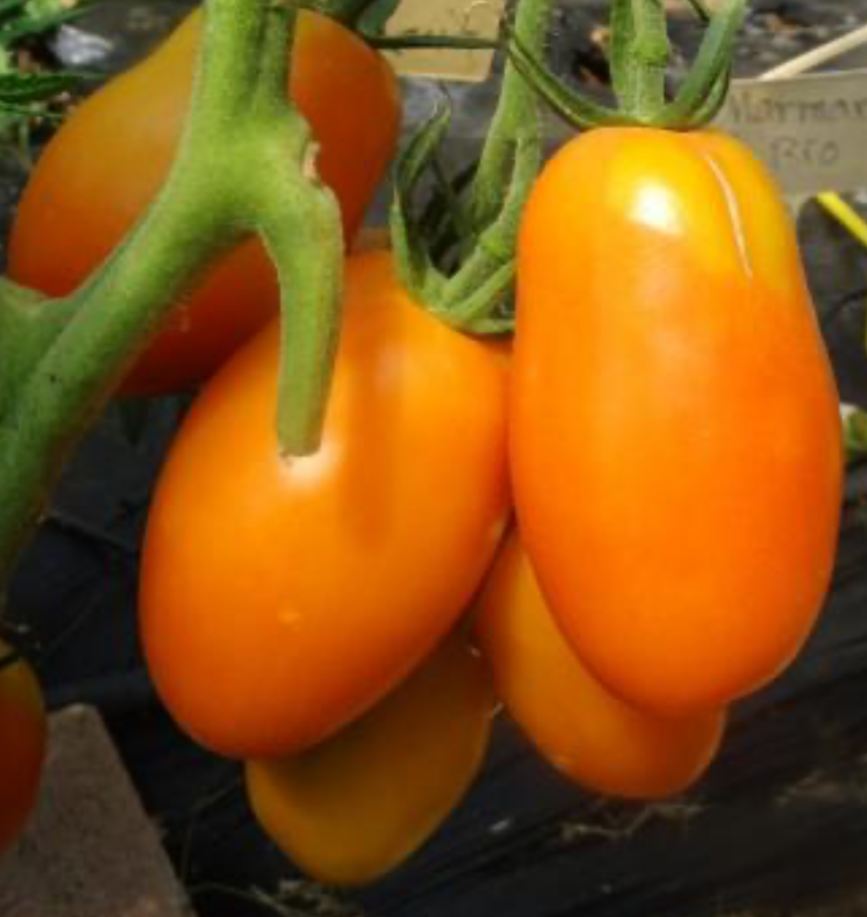 Orange Banana Tomato Seeds