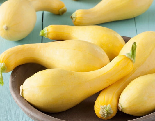 Crookneck Summer Squash | Heirloom Seeds