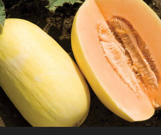 Casaba Melon