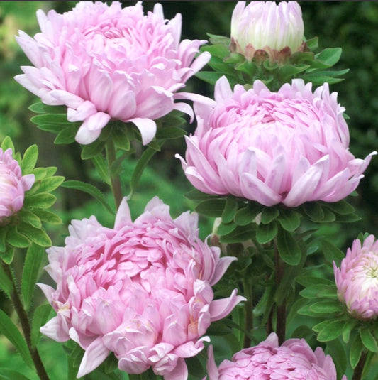 Coral Rose Peony Duchess Asters | Heirloom Flower Seeds