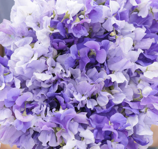 Burgundy Mix Sweet Peas