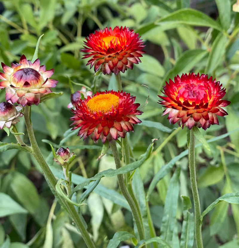 copper red strawflower seed