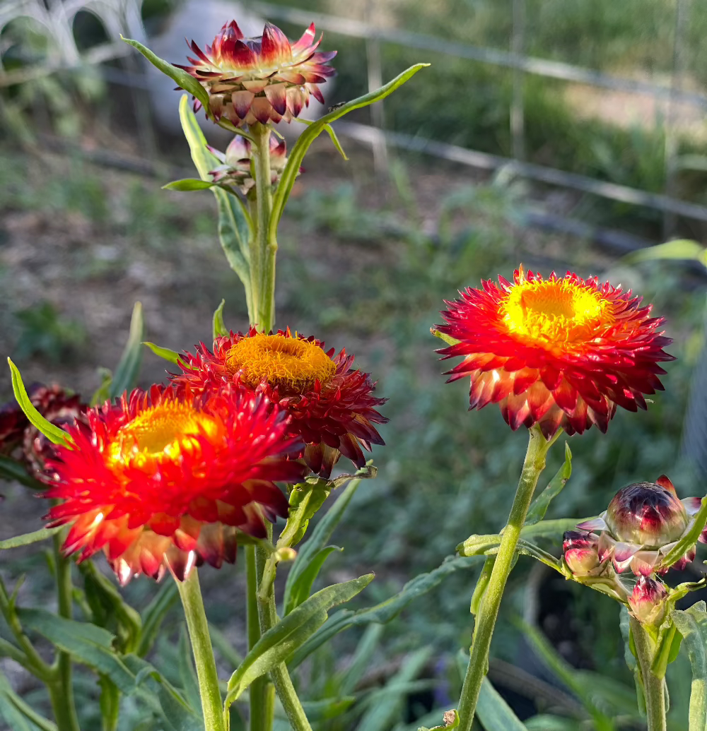 copper red strawflower seed