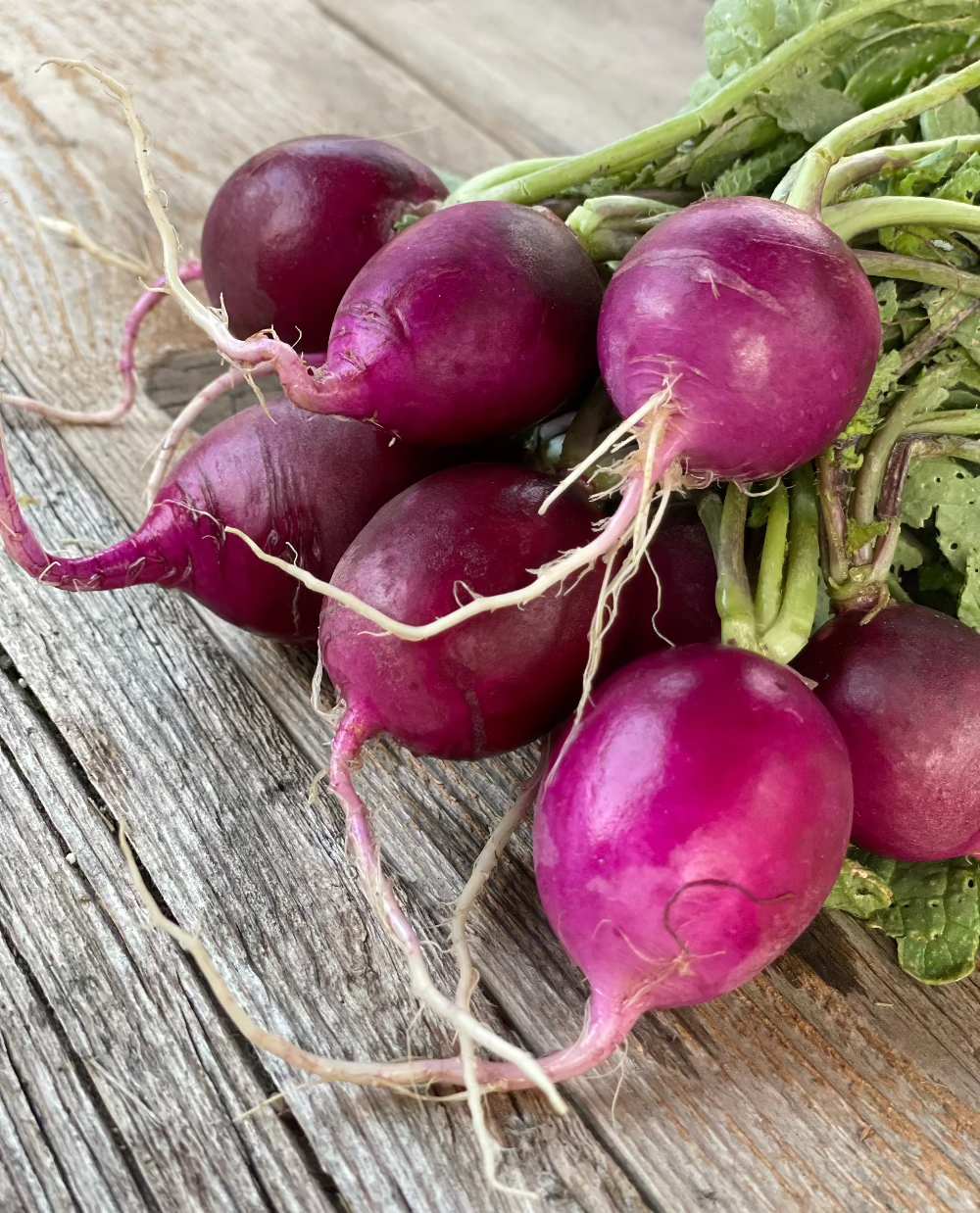 purple plum heirloom radish seeds