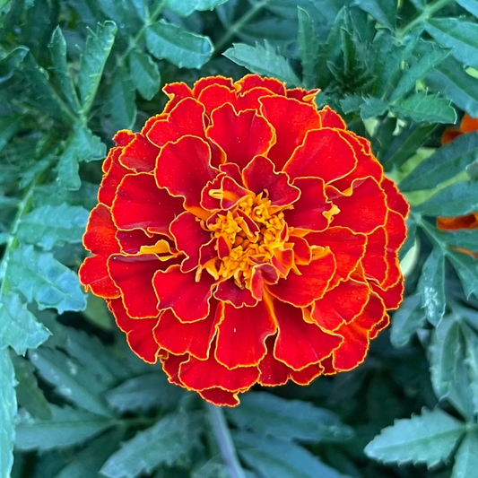 Red Cherry Marigold Seeds