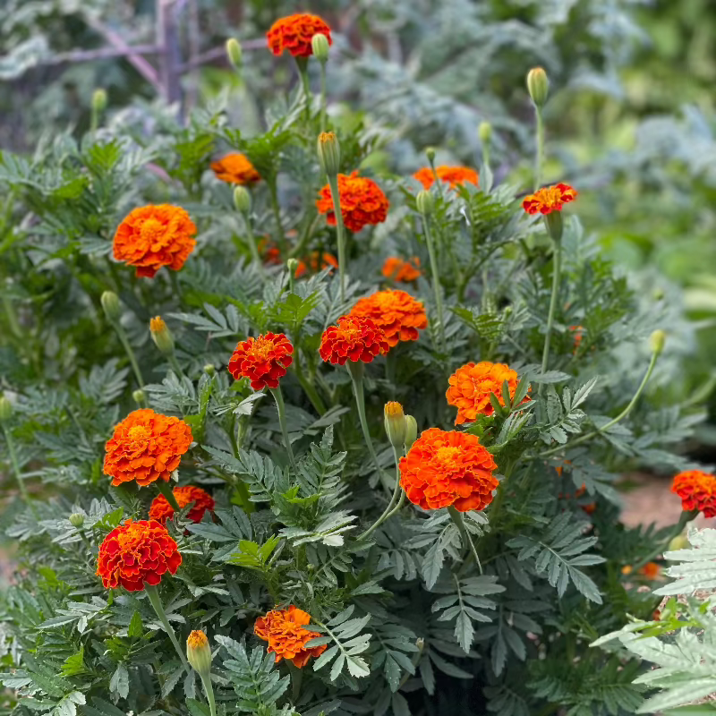 Red Cherry Marigold Seeds