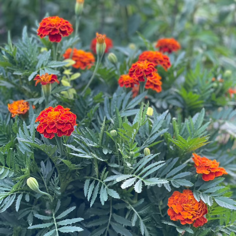 Red Cherry Marigold Seeds