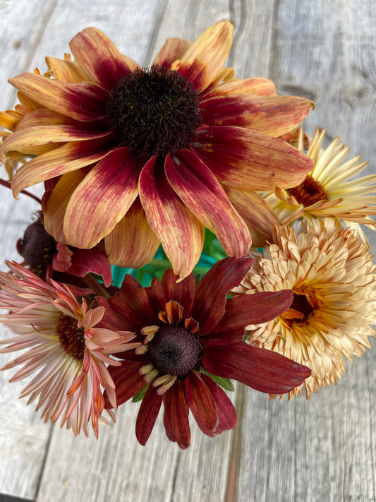 Sahara Rudbeckia | Open Pollinated Flower Seeds