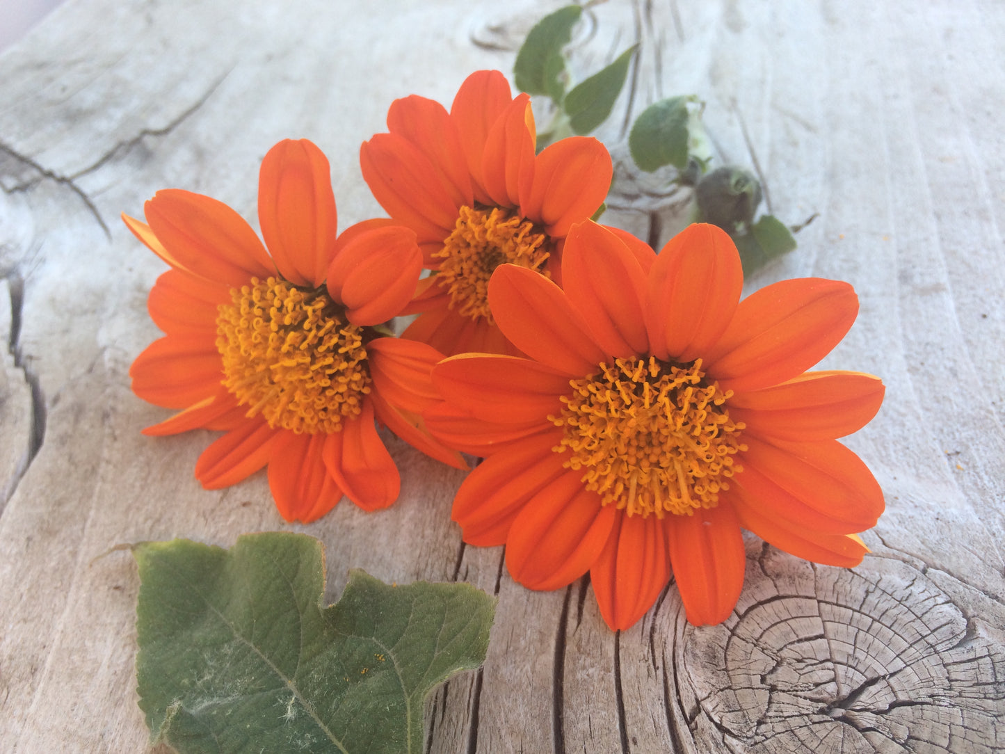 Tithonia- Mexican Sunflower