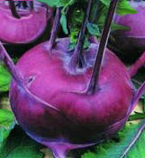 Purple Kohlrabi Seeds