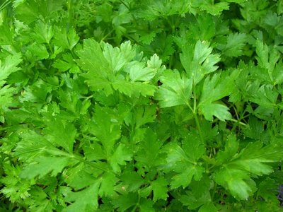 giant of naples parsley seed