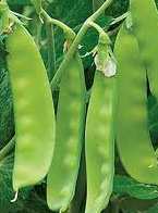 Oregon Sugar Pod II Pea Seeds