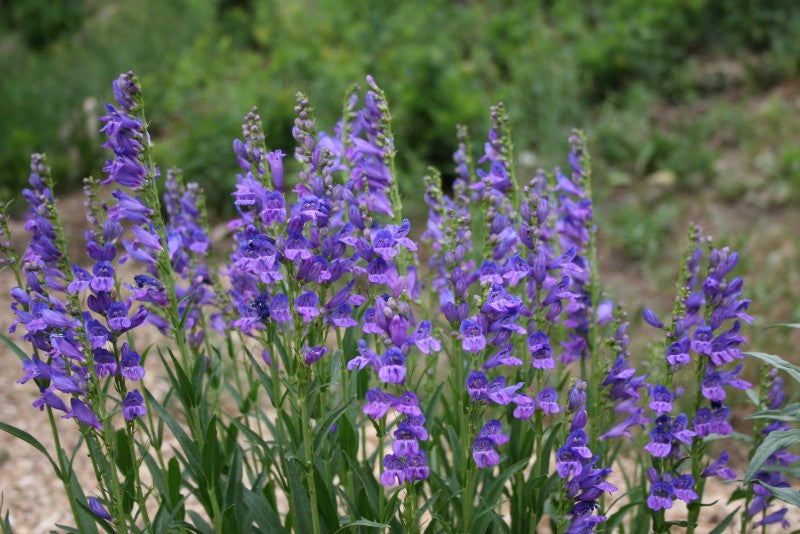 Rocky Mountain Penstemon