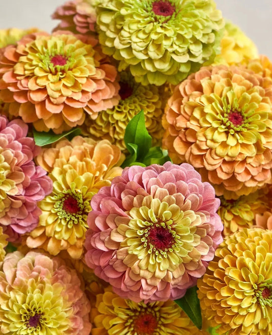 Queeny Mix Zinnias | Open Pollinated Flower Seeds
