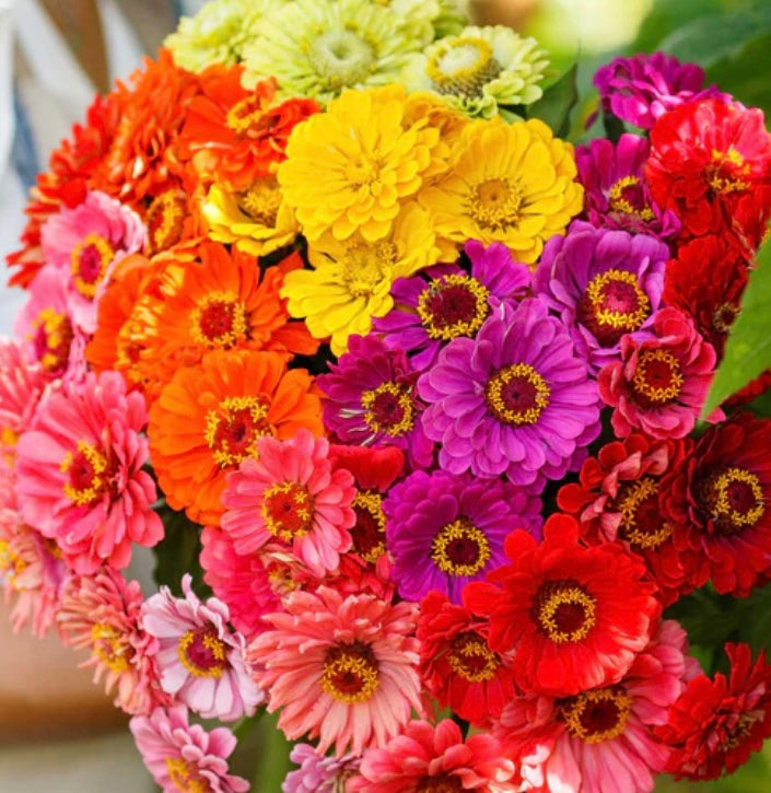 Rainbow Mix Zinnia | Heirloom Flower Seeds