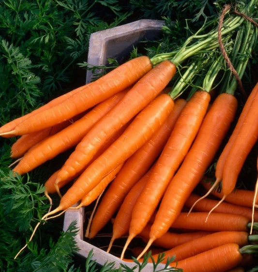 Scarlet Nantes Carrot | Heirloom Carrot Seeds