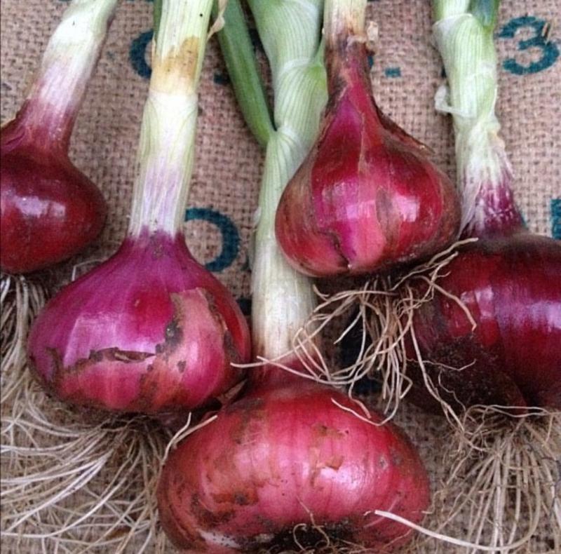 Milano Red Heirloom Onion Seeds