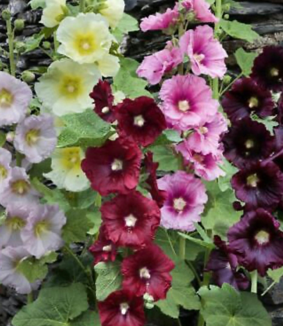 Singles Mix Hollyhock