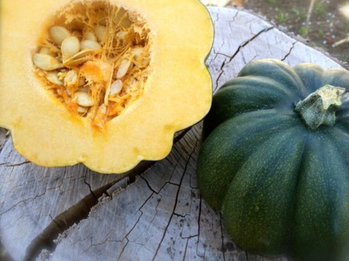 REBA Acorn Squash Seeds