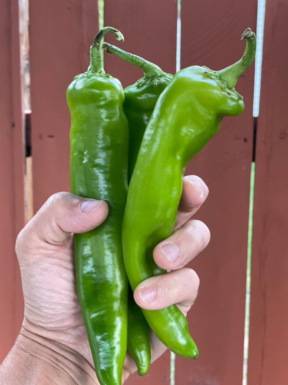 anaheim pepper seeds