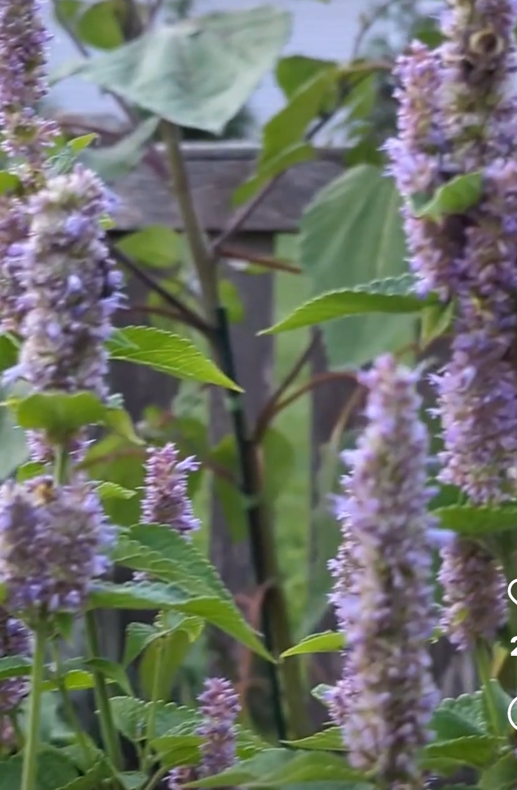 close up photo of anise hyssop plants showing stems and flowers produced from seeds