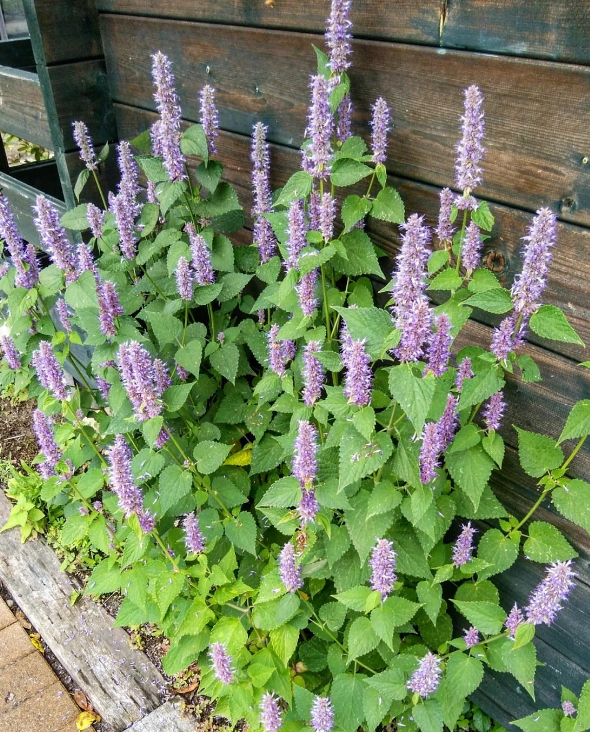 anise hyssop plants with purple flowers against a worn wood wall